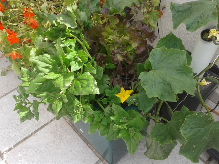 DWC no terra&ccedil;o