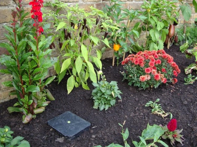 AQUAbox Spyder Canteiro de jardim com flores vermelhas e folhas verdes ao fundo muro de pedra