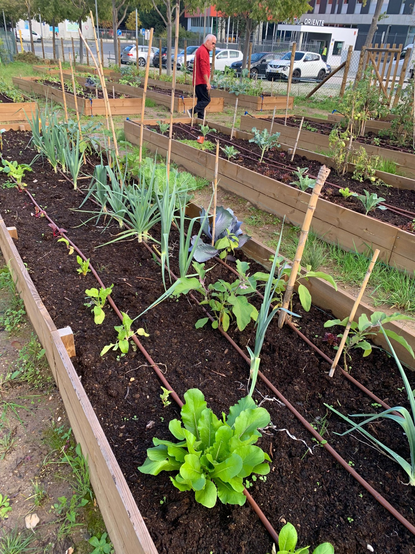 Manutenção de Hortas Canteiros elevados de madeira com plantas hortícolas e sistema de rega