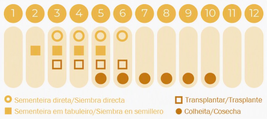 Sementes Vivas - Manjericão Vermelho Calendário agrícola com símbolos para sementeira, transplantar e colheita em 12 meses