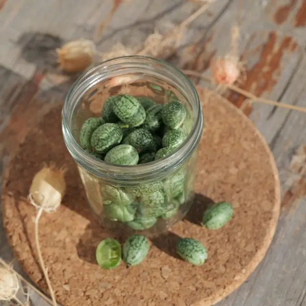 Sementes Vivas - Pepquino Cucamelon Frasco de vidro com pequenas frutas verdes e suporte de cortiça