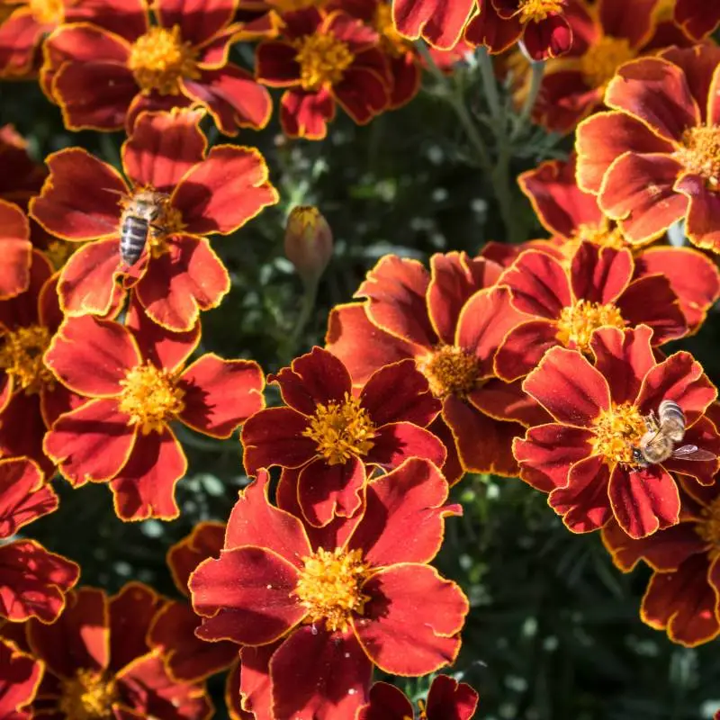 Sementes Vivas - Cravo Túnico Flores vermelhas com bordas amarelas e abelhas pousadas