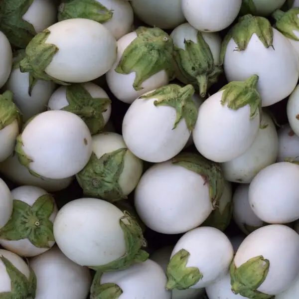 Sementes Vivas - Beringela White Egg Berinjelas brancas com caules verdes agrupadas