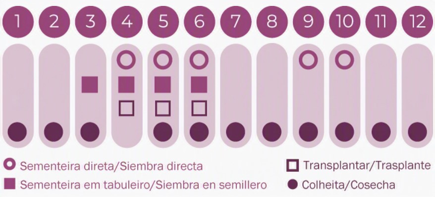 Sementes Vivas - Calêndula Calendário de plantação e colheita com números e símbolos em roxo e rosa claro