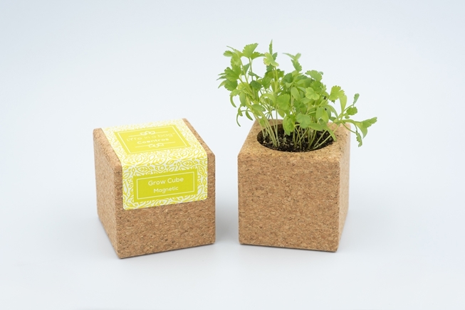 Grow Cube Coentros Grow Cube Coentros
