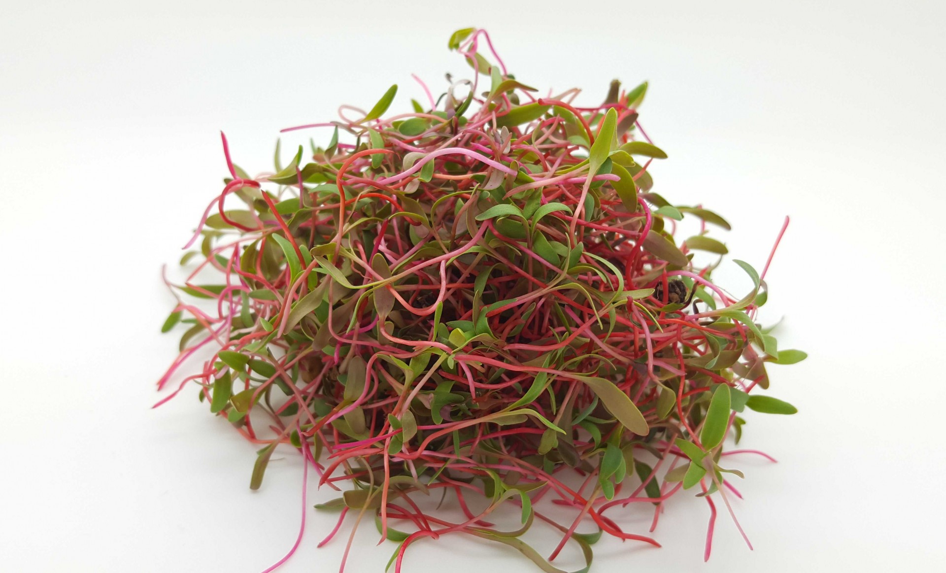 Rebentos frescos com caules rosa-avermelhados e folhas verdes sobre fundo branco