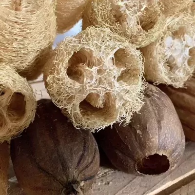 Esponjas naturais secas e frutos secos castanhos sobre madeira