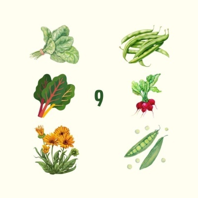 Ilustrações de vegetais e flores com número 9 ao centro em fundo creme