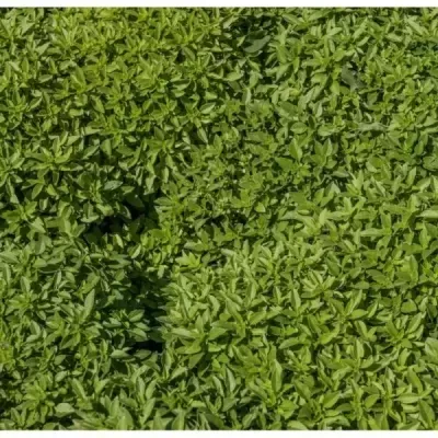 Plantas verdes densas com folhas pequenas e ovais