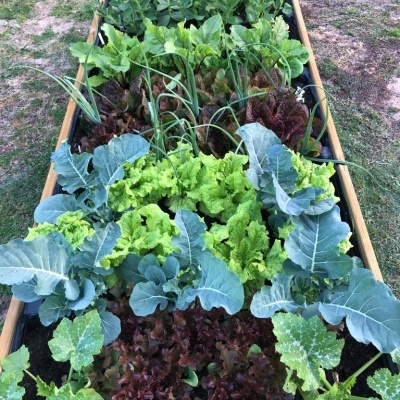 Canteiro de madeira com plantas hortícolas variadas em jardim ao ar livre