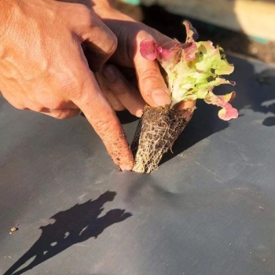 Muda de alface a ser plantada em plástico preto com mãos humanas