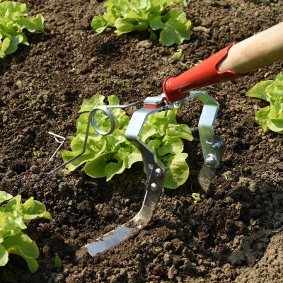 Ferramenta de jardinagem com cabo de madeira mexendo terra perto de alfaces verdes