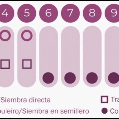 https://loja.ecocenter.pt/product/sementes-vivas-cravo-tunico