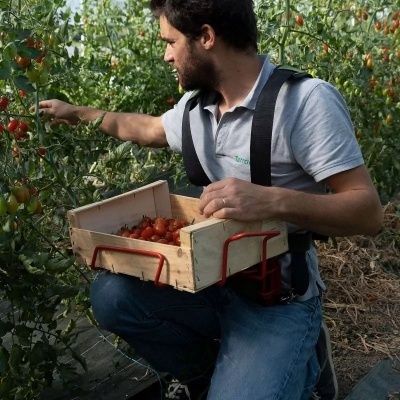 Homem a colher tomates-cereja vermelhos numa estufa com caixa de madeira presa ao corpo