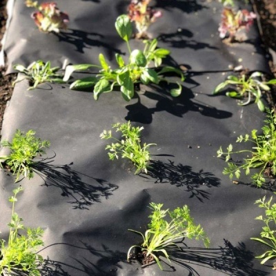 Plantas jovens crescendo num tecido preto de jardinagem