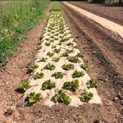 Fileira de hortaliças plantadas em tecido agrícola em terreno de terra