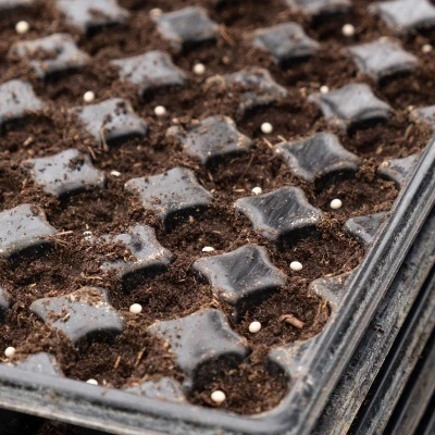 Bandejas pretas para germinação com terra e pequenas esferas brancas