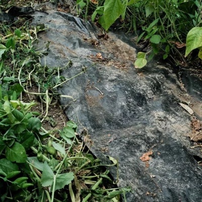 Plástico preto no solo com plantas verdes ao redor