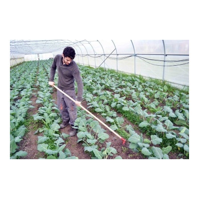 Homem a cuidar de plantas verdes numa estufa com ferramenta manual