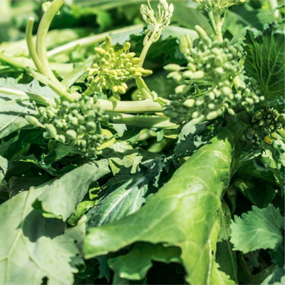 Ramos de couve-brócolos frescos com folhas verdes e flores em botão