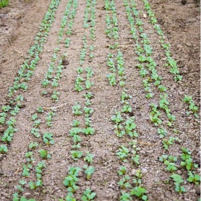 Linhas de pequenas plantas verdes crescendo em solo marrom
