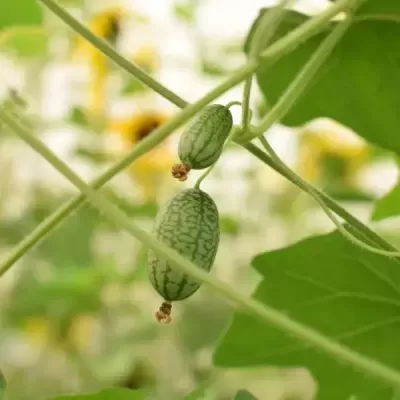 Duas pequenas frutas verdes com padrão listrado penduradas em ramos