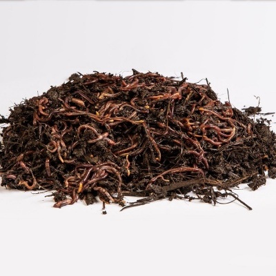 Montinho de folhas de chá preto soltas castanhas escuras e avermelhadas