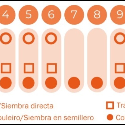 https://loja.ecocenter.pt/product/sementes-vivas-acelga-rainbow