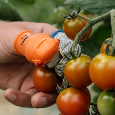 Ferramenta laranja a colher tomates vermelhos e alaranjados numa planta