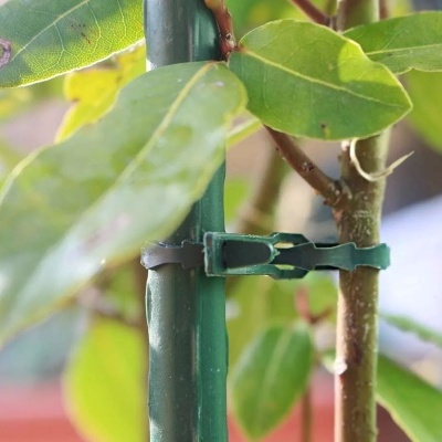 Clips de planta verde em suporte com folhas e caule