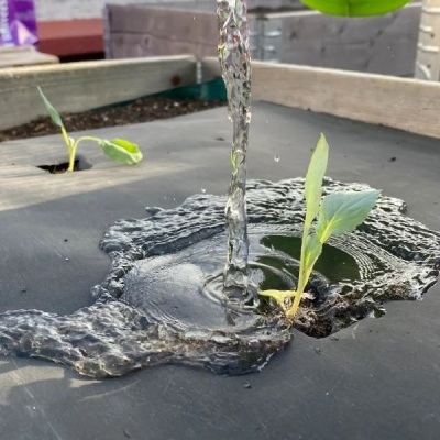 Pequenas plantas verdes emergem de substrato coberto por manta impermeável preta enquanto são regadas