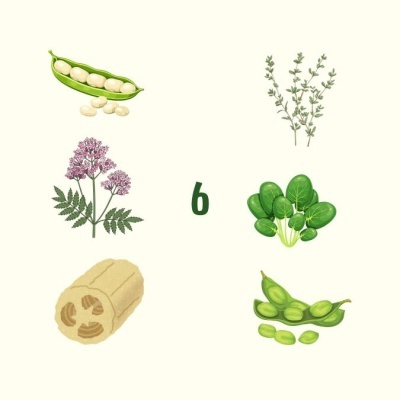Ilustrações de legumes, ervas e número 6 em fundo creme