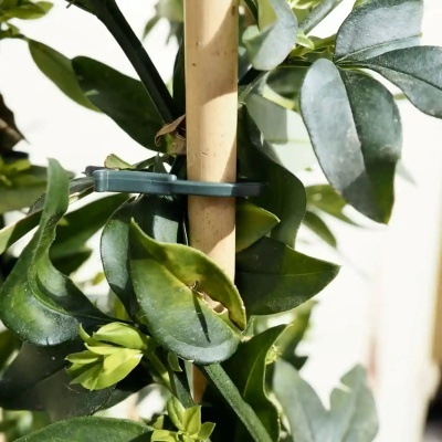 Planta com folhas verdes fixadas a suporte de madeira por presilha plástica verde