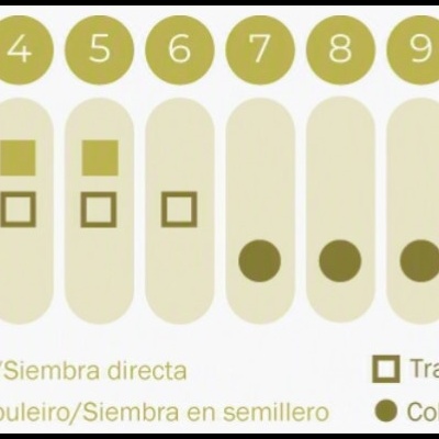 https://loja.ecocenter.pt/product/sementes-vivas-pepquino-cucamelon
