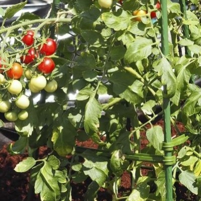 Plantas de tomateiros com frutos coloridos em suporte verde