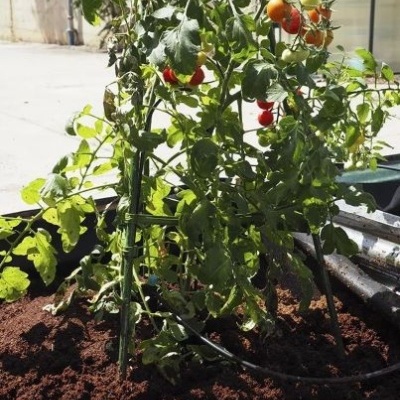 Planta de tomate com frutos vermelhos e laranja em solo escuro