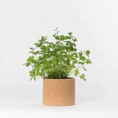 Vaso de cortiça com planta verde sobre fundo branco