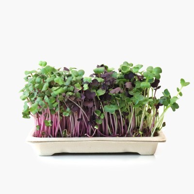 Planta microgreen em vasos retangulares com hastes roxas e folhas verdes