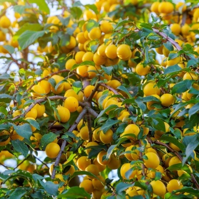Frutos amarelos pequenos em árvore com folhas verdes.