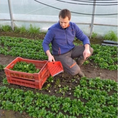 Colhedora manual de folhas jovens