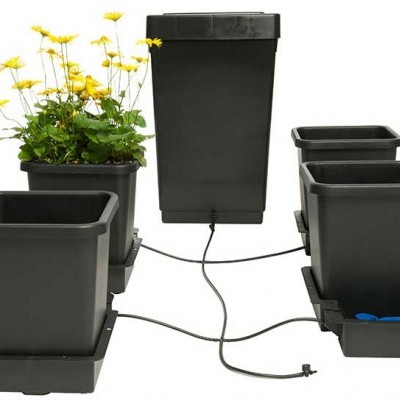 Sistema de vasos de plástico pretos com tubos de irrigação e plantas com flores amarelas.