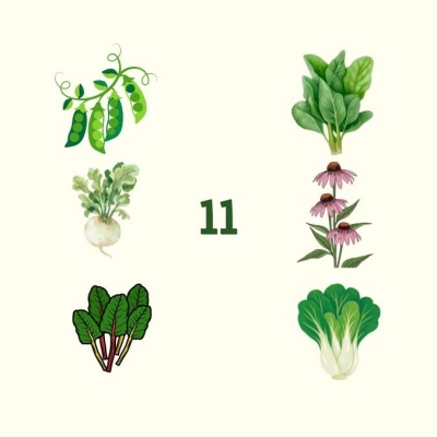 Ilustração de legumes e plantas com número 11 ao centro