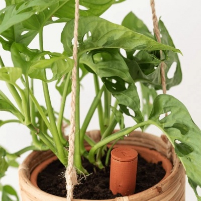 Planta verde florescente em vaso pendurado de palha com marcador terracota