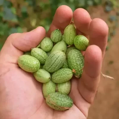 Mão segurando pequenos frutos verdes ovais com padrão listrado