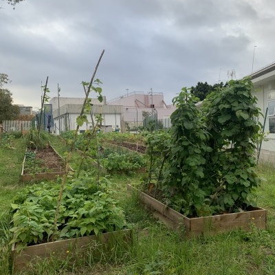 Canteiros elevados de madeira com plantas verdes num jardim urbano