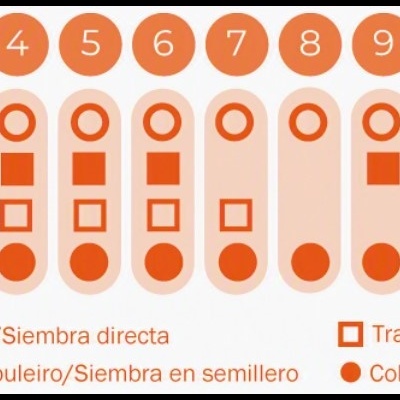 https://loja.ecocenter.pt/product/sementes-vivas-verdura-asiatica-pak-choi