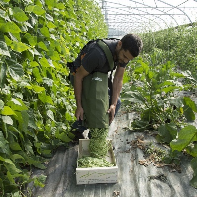 Homem a colher feijão verde numa estufa com avental verde matflex