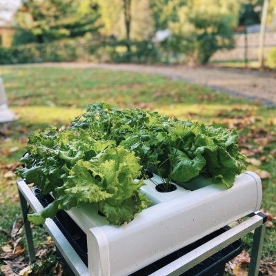 Sistema hidropónico com alfaces verdes em suporte ao ar livre