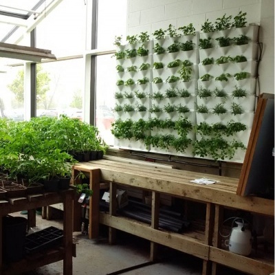 Jardim vertical com plantas verdes em bolsos brancos numa parede interior, mesas de madeira e iluminação natural