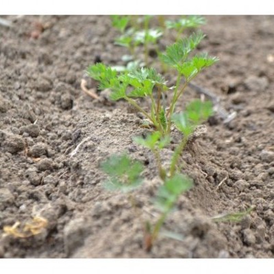Planta jovem em solo argiloso seco